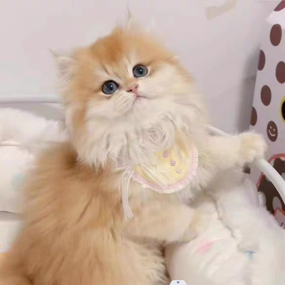 猫舍直销批发价格出售长毛金渐层